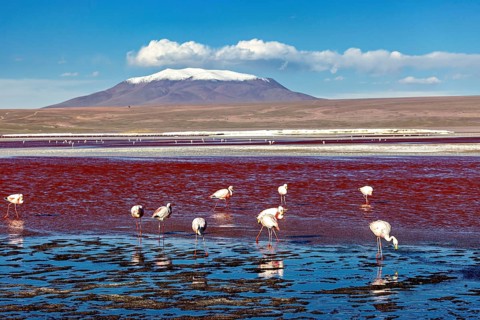 Flamingos at the red lake in front of a snow-covered volcano under a blue sky, The James flamingos