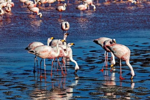 Flamingos move in the shallow, flat water of a lake while others stand still, The James flamingos