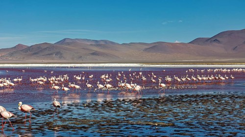A large group of flamingos spread out over a wide, shallow lake in the Andes, the James flamingos