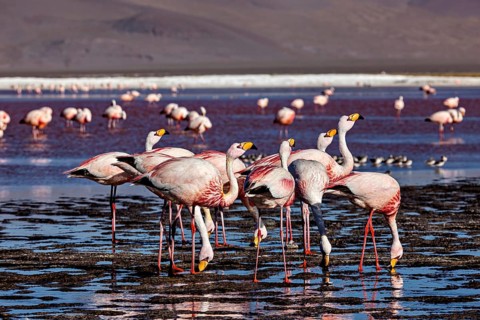 Flamingos stand in the shallow waters of a highland lake in the Andes, surrounded by mountains, The