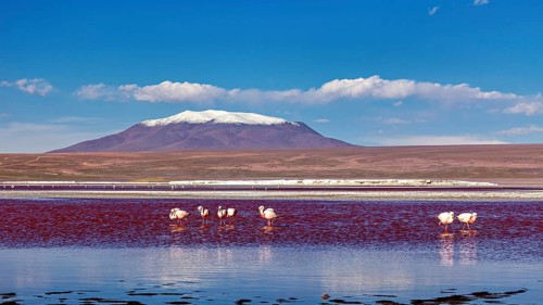 Snow-covered mountain in the background, flamingos in the water in the foreground, The James