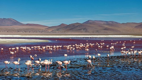 Many flamingos in a lake, surrounded by mountains under a clear blue sky, The James flamingos in