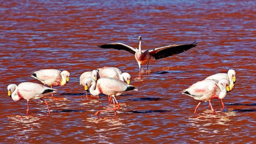A group of flamingos in the water, one spreads its wings, The James flamingos in the Laguna