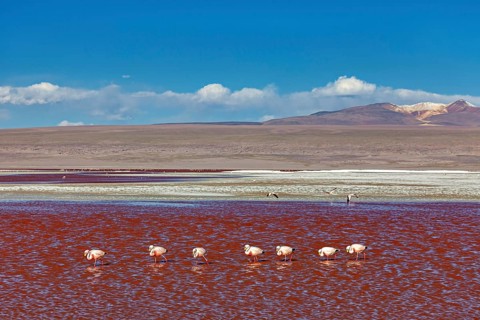 A group of flamingos stands in a red lagoon in front of a vast landscape, The James flamingos in