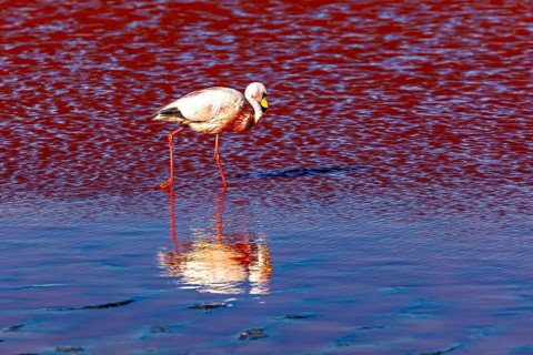 A flamingo walks through red water and is reflected in it, The James flamingos in the Laguna