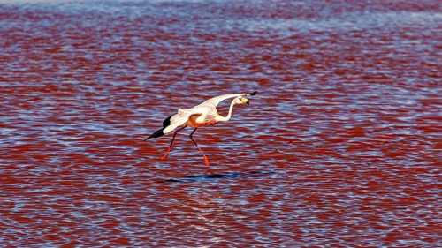 A flamingo flies just above the red water, The James flamingos in the Laguna Colorada in Bolivia