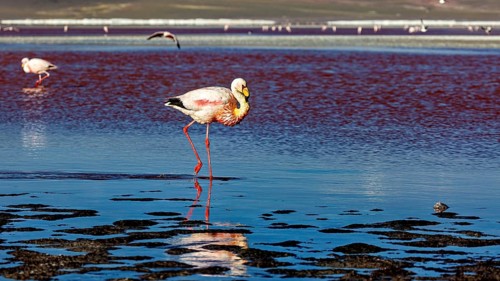 A lone flamingo stands with its reflection in the water, the background blurred, The James
