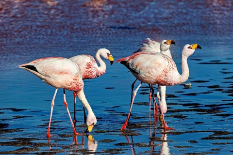 Three flamingos in the shallow water of a lake, their movements appear synchronised, The James