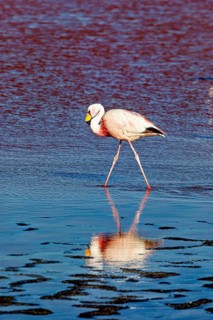 A solitary flamingo is reflected in the water of a calm lake in the Andes, The James flamingos in