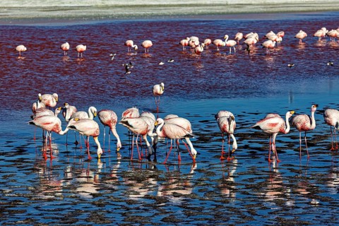 Flamingos standing in the calm water, their reflections visible, The James flamingos in the Laguna