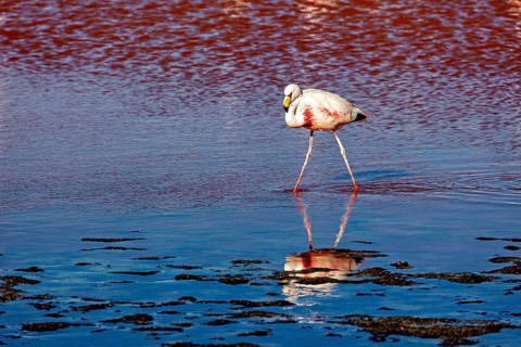 A flamingo walks across shimmering blue water and sees its reflection, The James flamingos in the