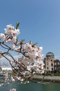 Branch with cherry blossoms, Sakura, behind it atomic bomb dome, Atomic Bomb Dome, ruins of the