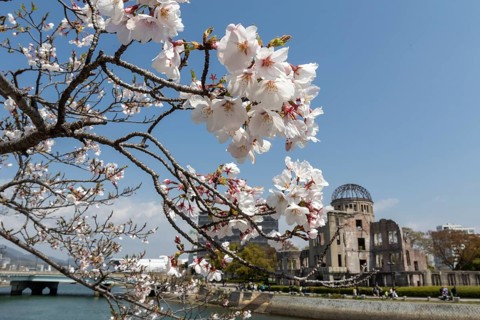 Branch with cherry blossoms, Sakura, behind it atomic bomb dome, Atomic Bomb Dome, ruins of the