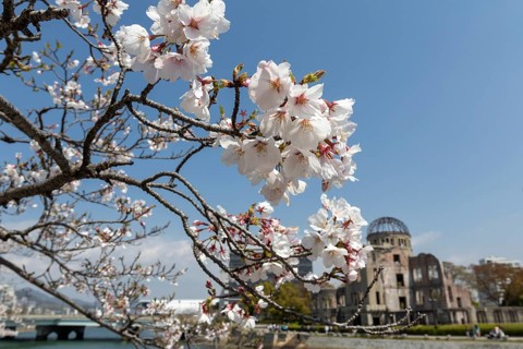 Branch with cherry blossoms, Sakura, behind it atomic bomb dome, Atomic Bomb Dome, ruins of the