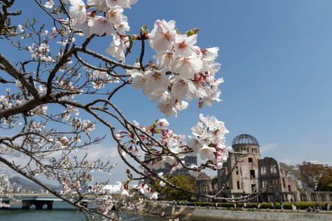 Branch with cherry blossoms, Sakura, behind it atomic bomb dome, Atomic Bomb Dome, ruins of the