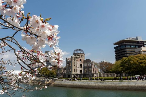 Branch with cherry blossoms, Sakura, behind it atomic bomb dome, Atomic Bomb Dome, ruins of the