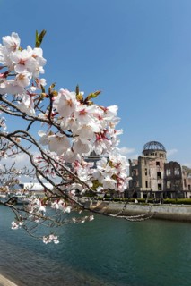 Branch with cherry blossoms, Sakura, behind it atomic bomb dome, Atomic Bomb Dome, ruins of the