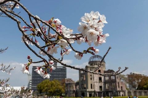 Branch with cherry blossoms, Sakura, behind it atomic bomb dome, Atomic Bomb Dome, ruins of the