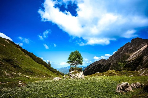 A solitary tree on a rock with a green meadow and blue sky. Kleinwalsertal Vorarlberg Austria