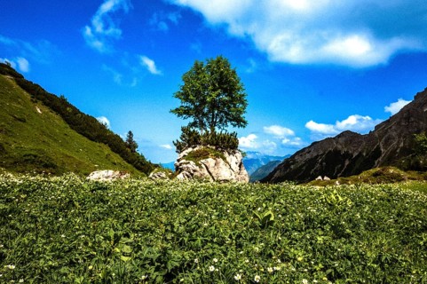 A single tree on a rock in the middle of a green meadow under a blue sky. Kleinwalsertal Vorarlberg