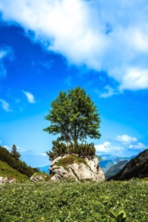 Single tree on a rock under a blue sky with white clouds in a picturesque landscape. Kleinwalsertal
