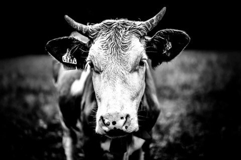 Close-up of a cow in black and white on a pasture, focus on the face, Austria