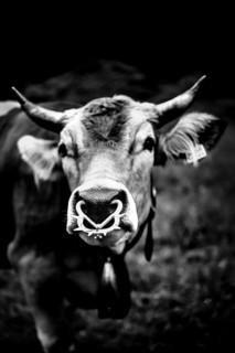 Close-up of a cow with horns in black and white, surrounded by a rural background