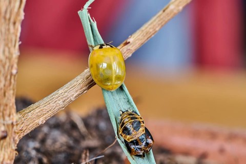 Close-up of a newly hatched ladybird (Coccinellidae) still without dots above its shell, Wismar,