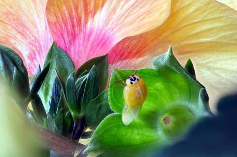 A newly hatched ladybird (Coccinellidae) dries its wings on a leaf in front of a large, pink-yellow