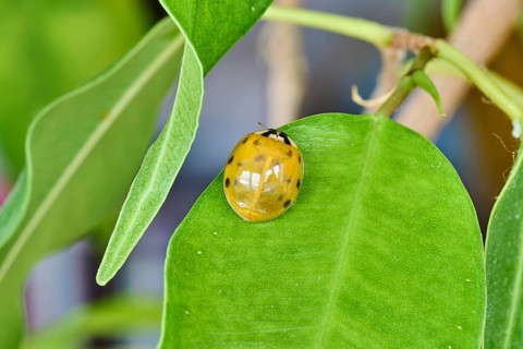 Close-up of a newly hatched ladybird (Coccinellidae) on a green leaf, Wismar,