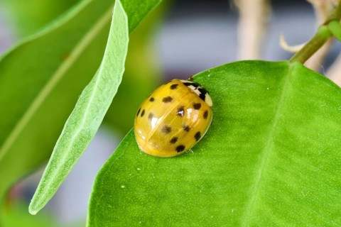 A yellow ladybird (Coccinellidae) lies on a green leaf in close-up, Wismar, Mecklenburg-Vorpommern,