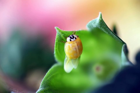 A newly hatched ladybird (Coccinellidae) drying its wings on a leaf in close-up with a blurred