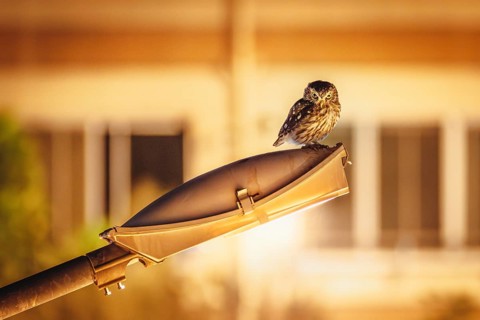 A little owl (Athene noctua) on a street lamp. Akcay, Balikesir, Turkey