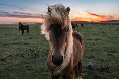 Icelandic horses (Equis ferus caballus) at dusk. Reykjavik, Iceland