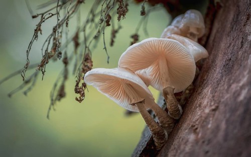 Beech slime mould (Oudemansiella mucida) in the city forest. Mönchbruch, Mörfelden, Groß-Gerau,