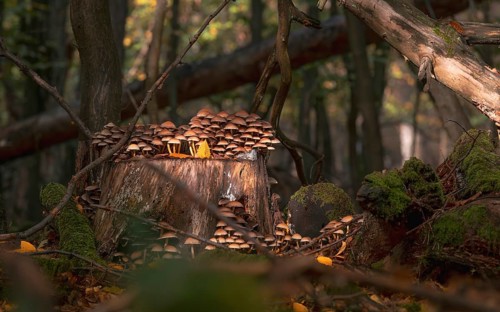 Sulphur tuft (Hypholoma fasciculare) in the city forest. Mönchbruch, Mörfelden, Groß-Gerau, Hesse,