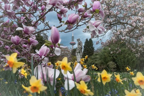 Spring blossoms and magnolias with a view of the Europaturm. Palmengarten Frankfurt am Main, Hesse,