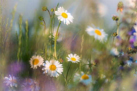 Daisies bloom on a colourful summer meadow. Bad Homburg Castle Park. Hesse, Germany