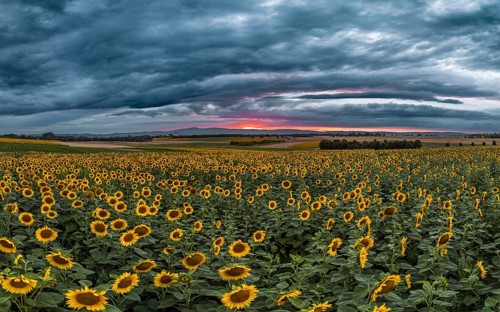 Sunflowers defy storm and thunderclouds. Preungesheim, Frankfurt am Main, Hesse, Germany