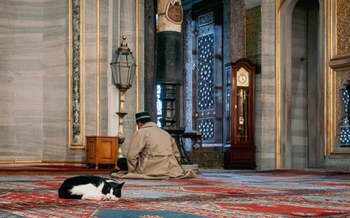 Faith, patience and a cat (Felix catus) that dreams. Blue Mosque, Sultanahmet, Istanbul, Turkey