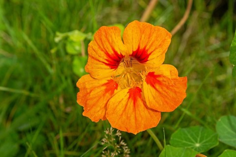 Flower, nasturtium (Tropaeolum), Sieversen, Rosengarten, Lower Saxony, Germany
