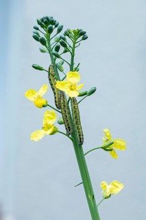 Caterpillars, Cabbage butterfly (Pieris brassicae) on a broccoli plant, Sieversen, Rosengarten,