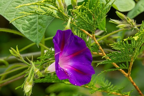 Flower, purple funnel bindweed (Ipomoea purpurea), Sieversen, Rosengarten, Lower Saxony, Germany