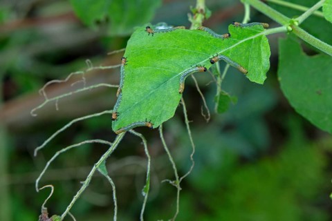 Leaf wasp larvae feeding on a willow leaf (Salix caprea), Sieversen, Rosengarten, Lower Saxony,