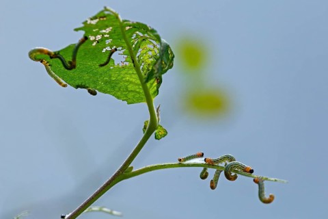 Leaf wasp larvae feeding on a willow leaf (Salix caprea), Sieversen, Rosengarten, Lower Saxony,