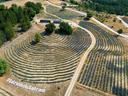 Hilly landscape with undulating lavender and corn fields, photographed from above, aerial view,