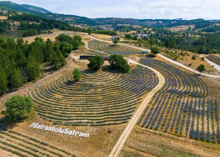 Aerial view of undulating lavender fields in a hilly landscape, aerial view, Safranbolu Safrani,