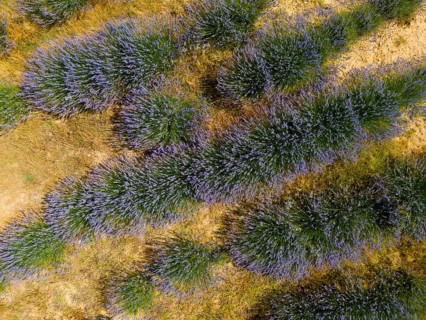 Close-up of lavender bushes showing the structure and colour of the plants, aerial view, Safranbolu
