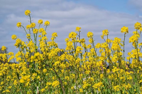 Rape blossom (Brassica napus), Münsterland, North Rhine-Westphalia, Germany