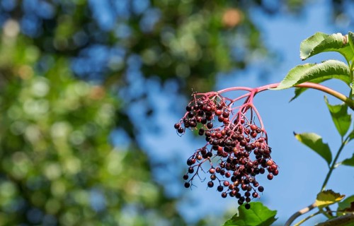 Black elderberry (Sambucus nigra BLACK LACE), fruit stand, North Rhine-Westphalia, Germany